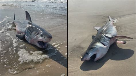 Great White Shark Long Island: Quogue Village Beaches Advisory Issued – NBC New York