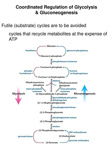 Regulation Of Glycolysis Ppt