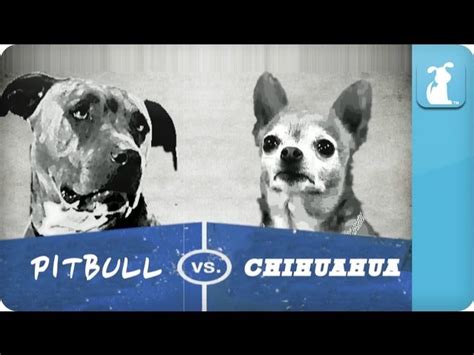 Pet Vs Pet Rap Battles Chihuahua Vs Pitbull Pet News Live