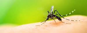 Karnataka Dengue Cases Latest News Photos Videos On Karnataka Dengue