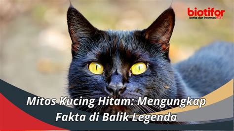 Mitos Kucing Hitam Mengungkap Fakta Di Balik Legenda Biotifor