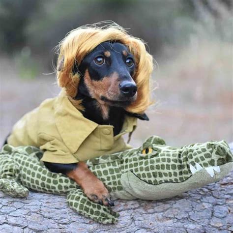 Photos of Dachshunds in Halloween Costumes | PS Pets