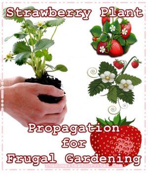 Strawberry Plant Propagation for Frugal Gardening | The Homestead Survival - The Homestead Survival