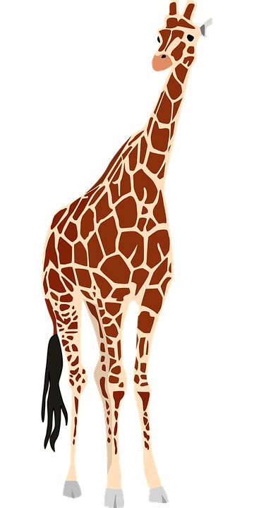 Download Giraffe Africa Safari Royalty Free Vector Graphic Pixabay