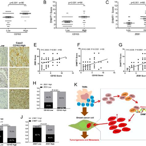 Tams Infiltration Positively Correlates With Zeb And Dnmt Expression