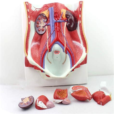 Buy Anatomy Models Human Urinary System Model Human Male Female