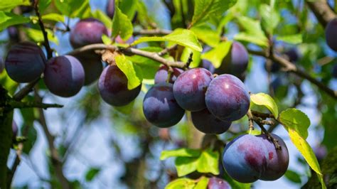 Plum Tree: Everything You Should Know Before Planting