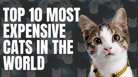 Top 10 Most Expensive Cats In The World Youtube