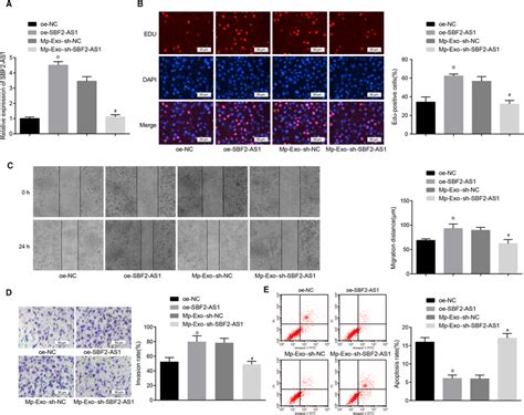 Overexpressed Lncrna Sbf As In M Macrophagederived Exosomes Promote