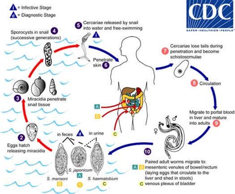 Detail Skema Daur Hidup Fasciola Hepatica Koleksi Nomer