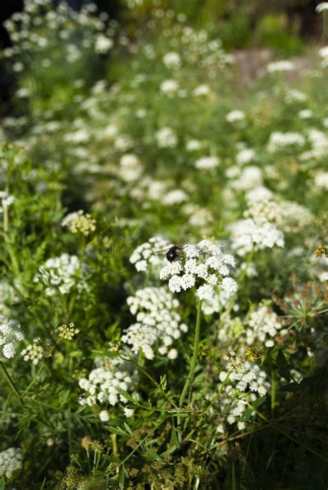 Apis Mellifera Iberica Abeille Noire Sur Une Fleur Blanche Avec Plus De