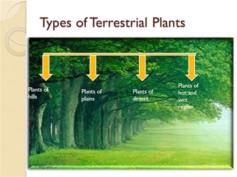 Terrestrial Plants