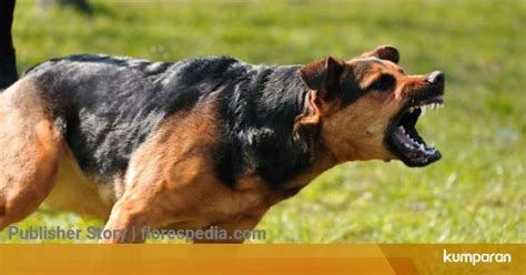 2 Warga Nagekeo Meninggal Akibat Rabies 1 555 Jadi Korban Gigitan