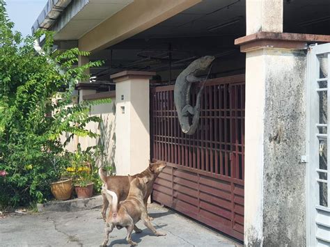 Viral Foto Biawak Panjat Pagar Rumah ~ Bertajuk.com