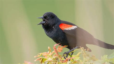 Birds In Ohio: 26 Species To Look For In The Buckeye State