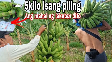 Macro Propagation Unang Harvest Halos Umabot Ng Limang Kilo Isang