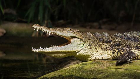 Cual Es La Diferencia Entre Un Caiman Y Un Cocodrilo Images 10620 The