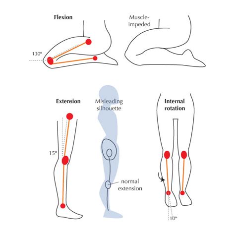 Human Anatomy Fundamentals Flexibility And Joint Limitations Envato