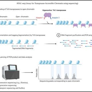 Transposable Elements In Plants Recent Advancements Tools And