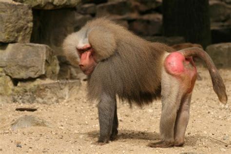 Facts About Baboons | Live Science