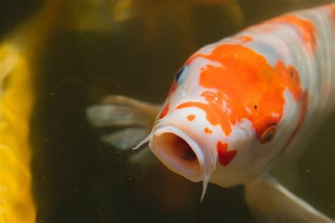 Koi Fish Symbolism Koi Spiritual Meaning Dream Meaning Explained