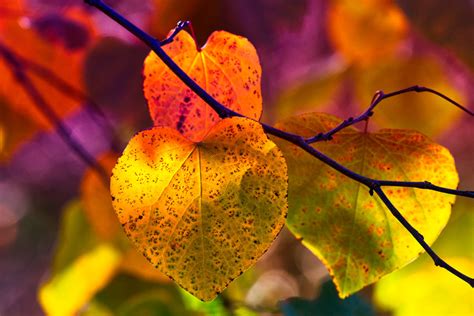 Los colores del otoño- BLOG- divulgación ambiental