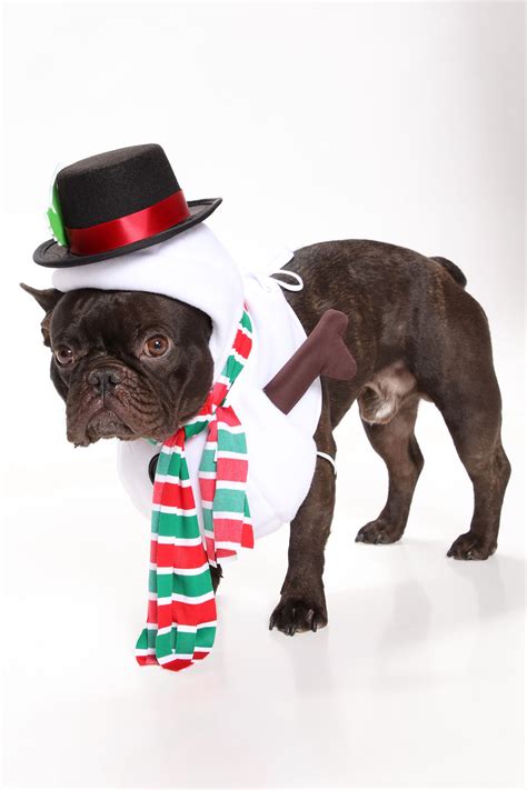 Pup Frosted Snowman Dog Costume - White/combo | Fashion Nova
