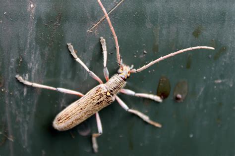 Lemon Tree Borer Project Noah