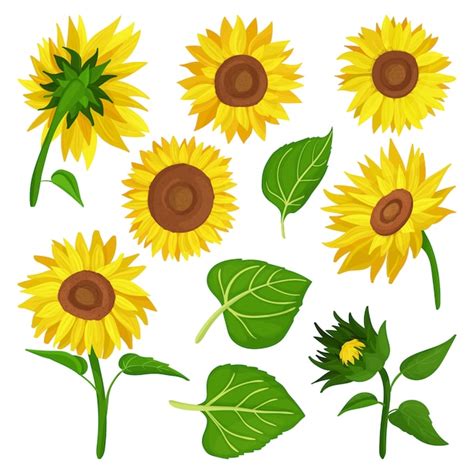 Dibujos animados de girasol establece icono ilustración flor de