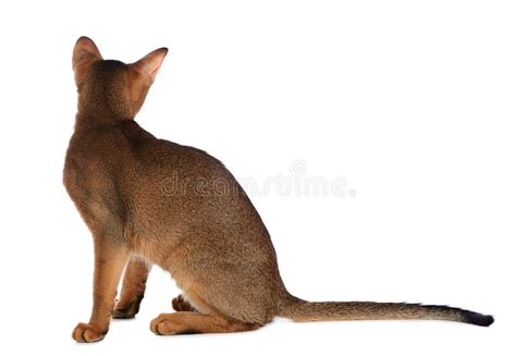 Gato Novo Abyssinian Isolado No Fundo Branco Imagem De Stock Imagem