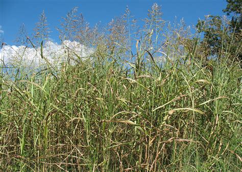 Johnson Grass Identification