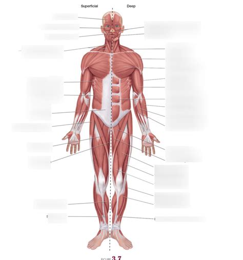 Anterior Muscle Diagram Diagram Quizlet