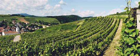 Vignobles D Couvertes Un Label Touristique Pour Le Vignoble