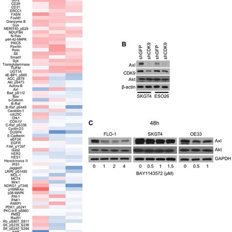 Effect Of The Cdk Inhibitor On Protein Expression Reverse Phase Array