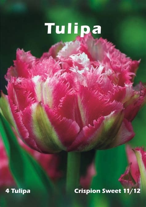 Tulipan Odm Crispion Sweet Tulipa Sp Kupuj W OBI