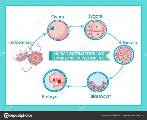 说明人类受精和胚胎发育图图库矢量图作者 interactimages 479668210