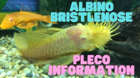 What Gender Is My Bristlenose How To Tell The Off