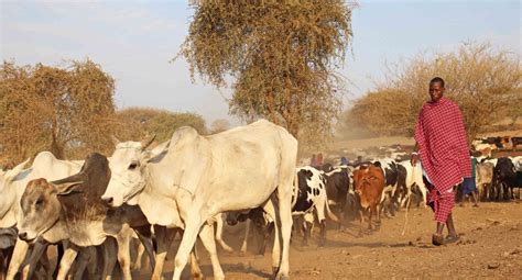 160824 Maasai cattle (7) | earthstar