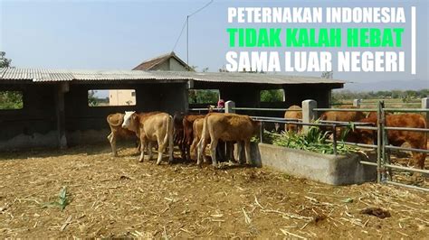 Video Peternakan Sapi Di Luar Negeri - Tenak Sapi Blog