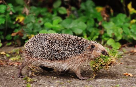 Igel Im Winterschlaf Igelfreunde Ruhrgebiet E V