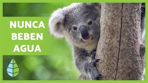 Donde Viven Los Koalas Y De Que Se Alimentan Glosario De Las Palabras