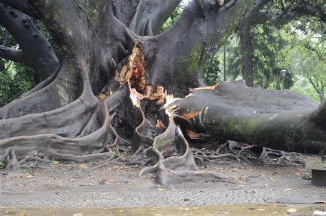 La Tormenta Derrib Rboles Y Postes En La Capital