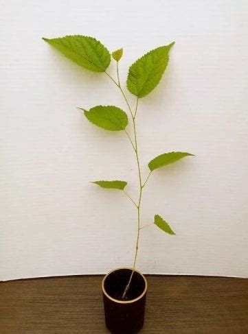 Dwarf Mulberry Tree: Buy Healthy Starter Tree Online – Florida Plants ...