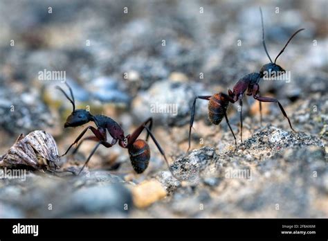 Micro Ants Hi Res Stock Photography And Images Alamy