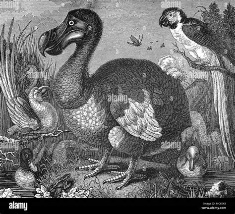 Dodo bird hi-res stock photography and images - Alamy