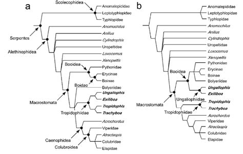 Hypothesized Relationships Among The Major Snake Lineages A