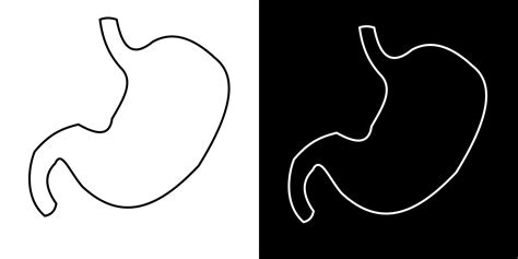 outline vector drawing of the human stomach. Illustration with simple ...