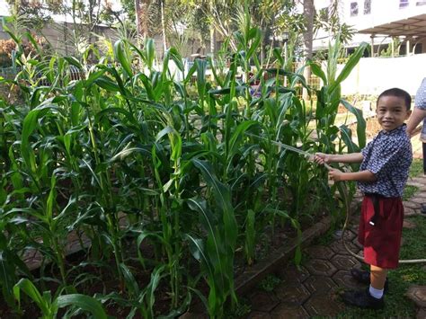 Kegiatan Berkebun Jagung Di Sd Kristen Ketapang Iii Kelas 1 And 2