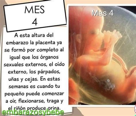 Como Se Ve Un Bebe De Meses De Embarazo Consejos De Beb