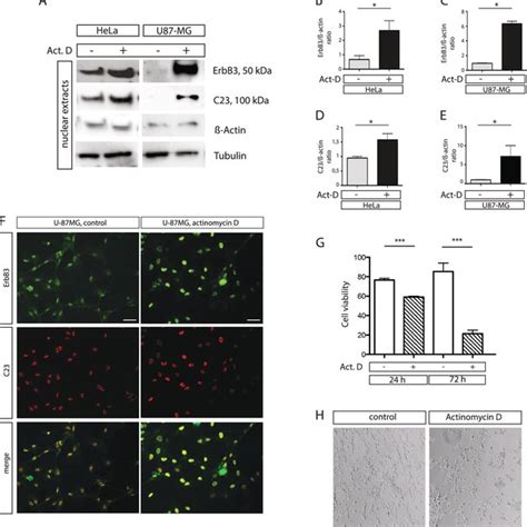 Nucleolar Stress Induces Nuclear Erbb Accumulation And Affects Cell